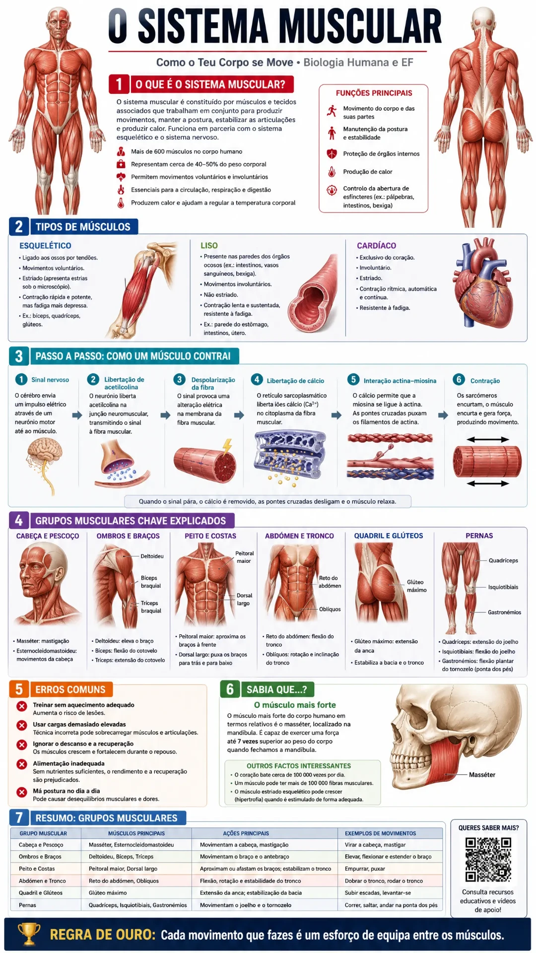Biologia — O Sistema Muscular